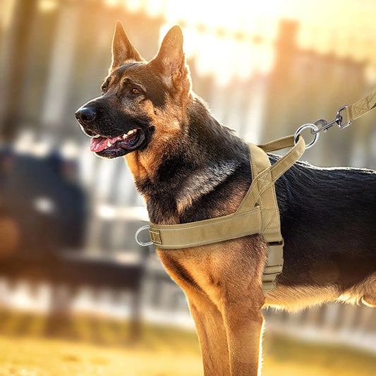 Pettorina da allenamento in nylon comoda per cani piccoli e medi