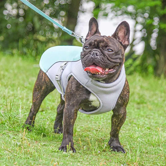 Protezione rinfrescante dal calore per cani durante l'estate