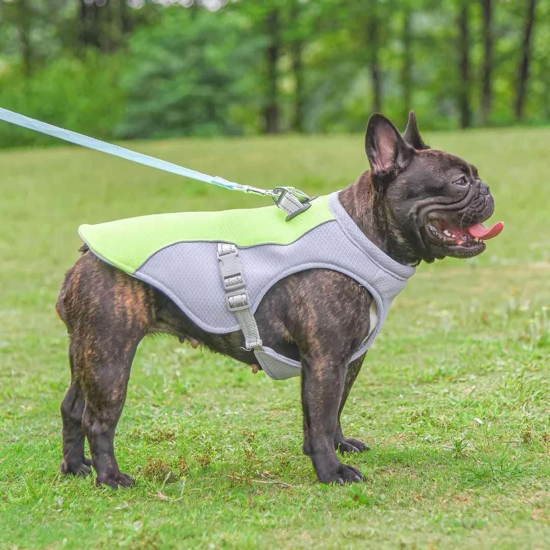 Protezione rinfrescante dal calore per cani durante l'estate