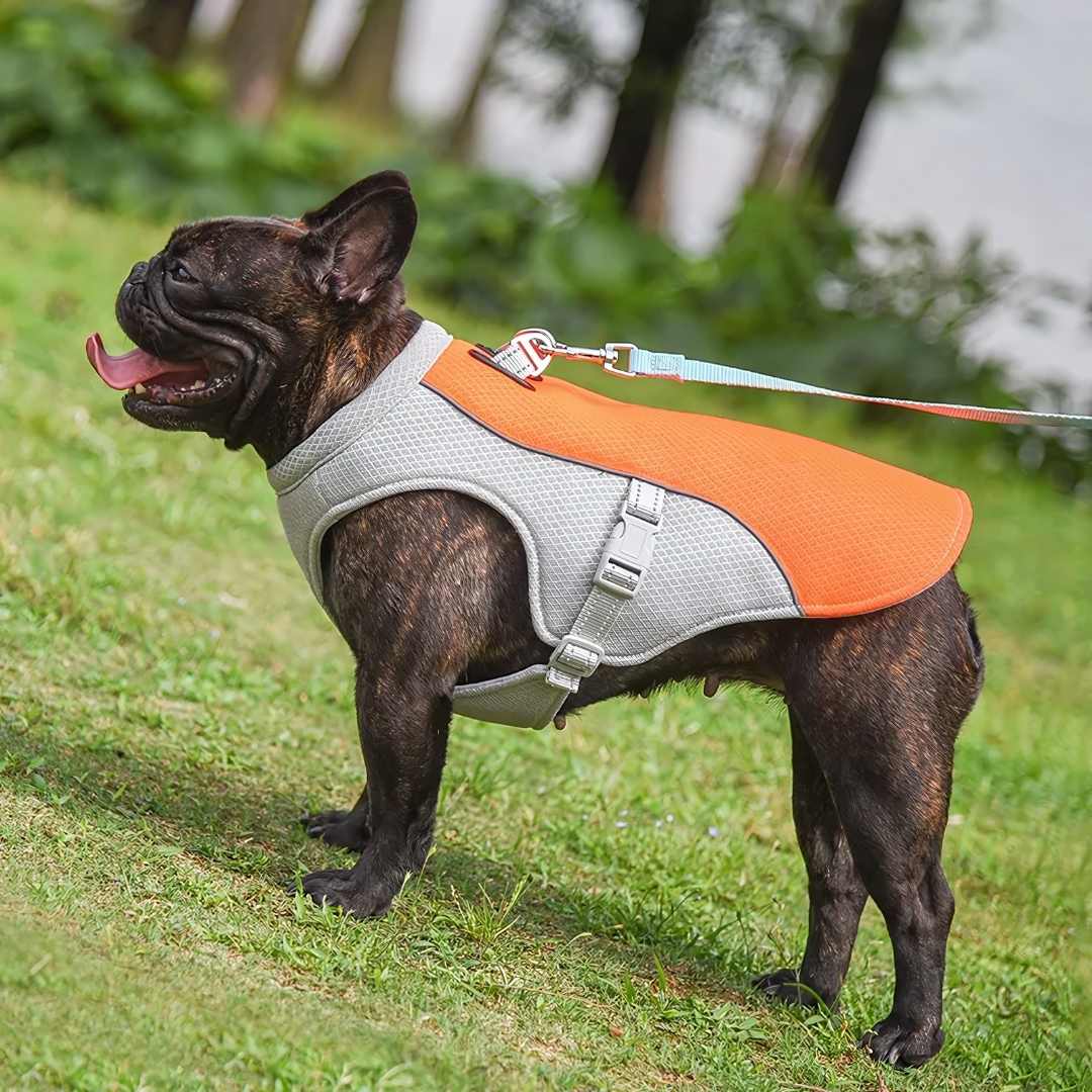 Protezione rinfrescante dal calore per cani durante l'estate