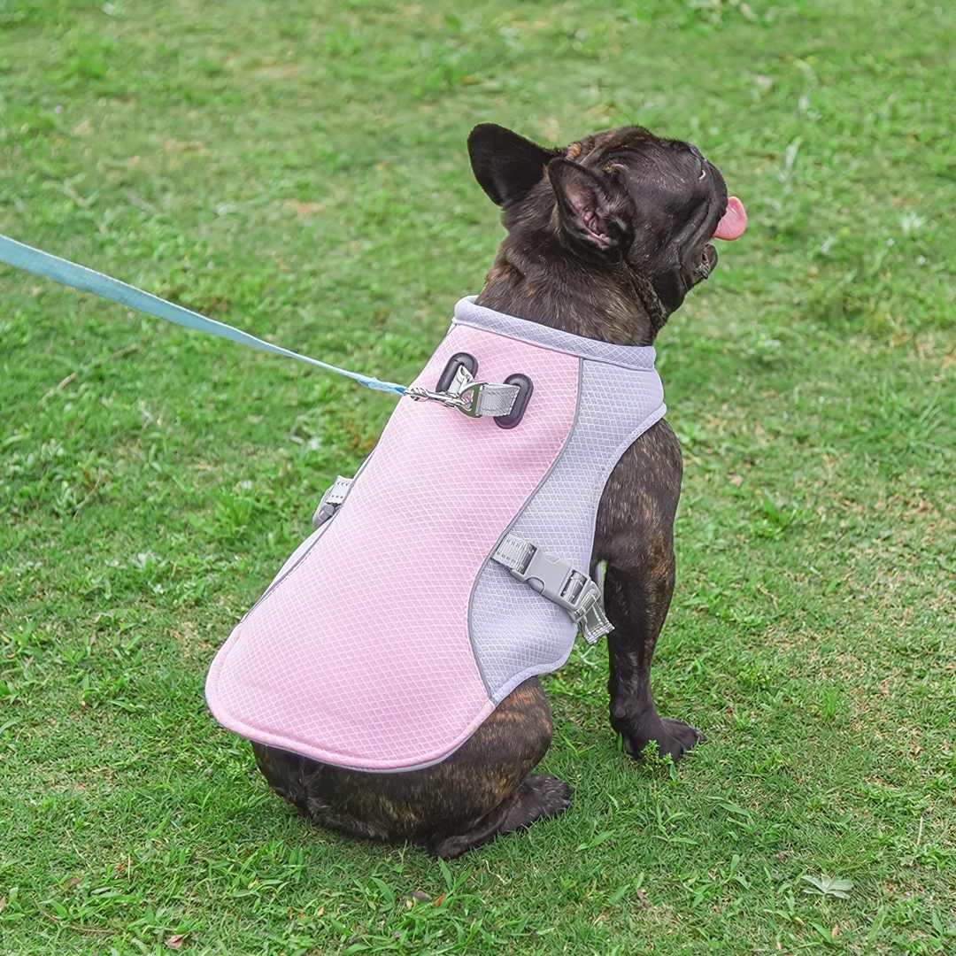 Protezione rinfrescante dal calore per cani durante l'estate