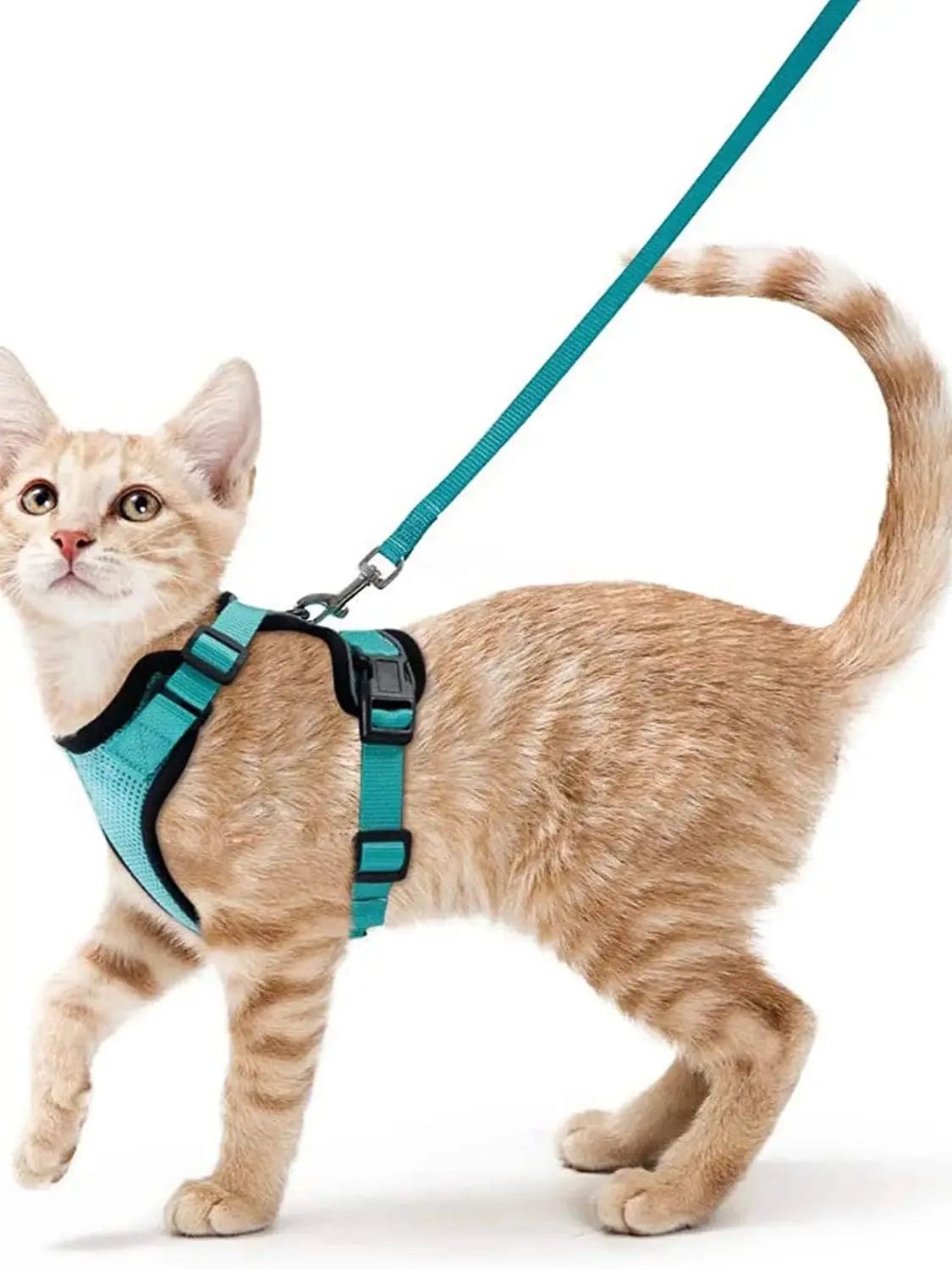 Pettorina comoda e sicura per camminare per gatti