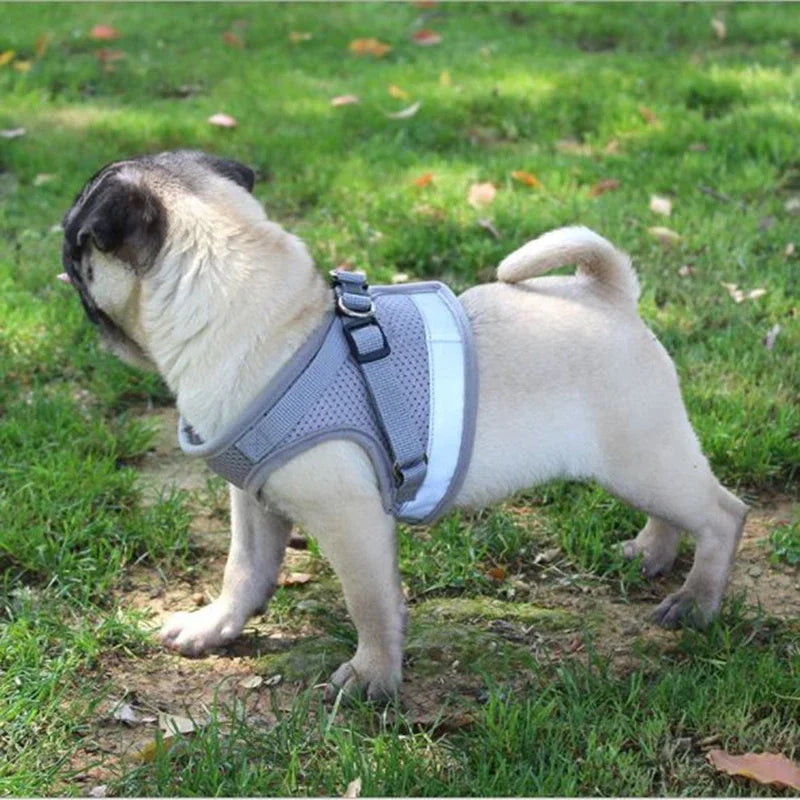 Pettorina a rete e guinzaglio per il massimo comfort durante la passeggiata
