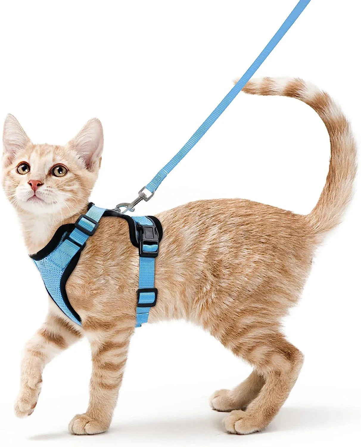 Pettorina comoda e sicura per camminare per gatti