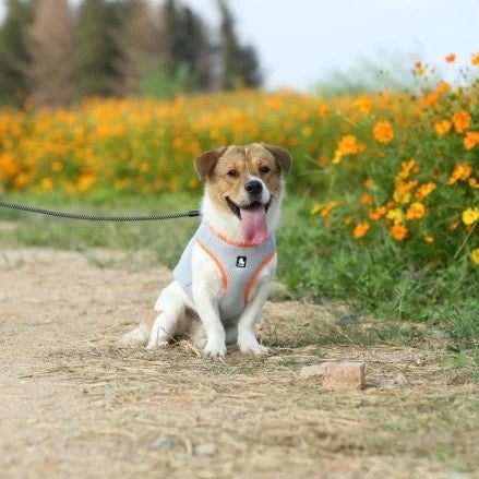 Misurazione accurata della temperatura per il benessere del tuo animale domestico