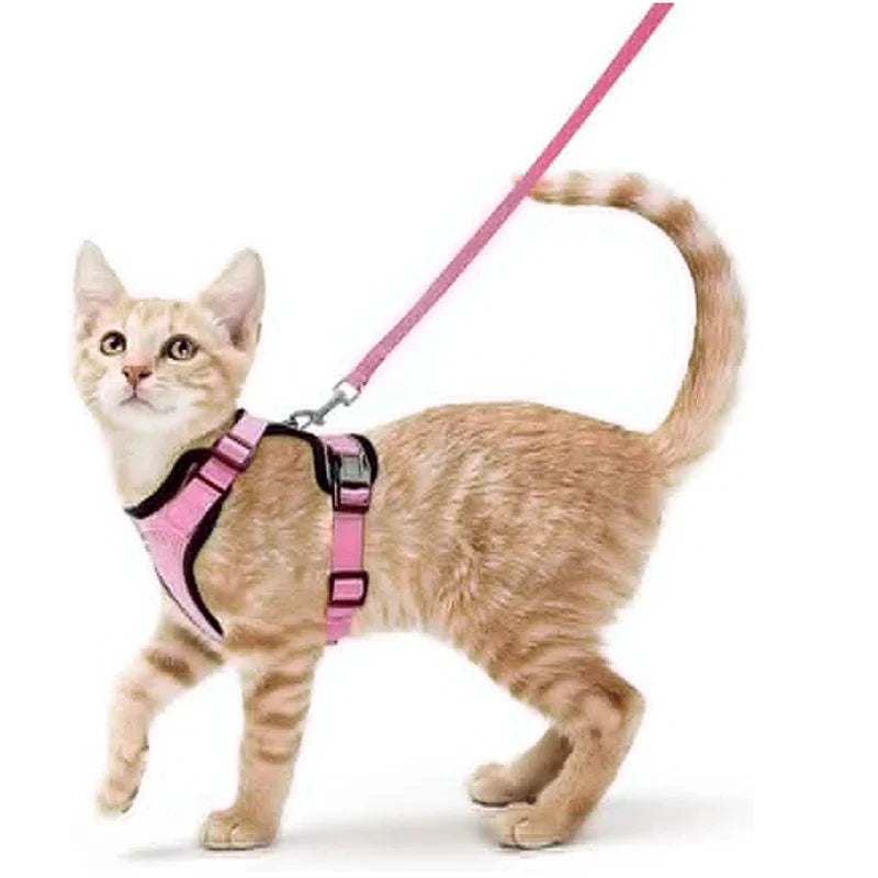 Pettorina comoda e sicura per camminare per gatti