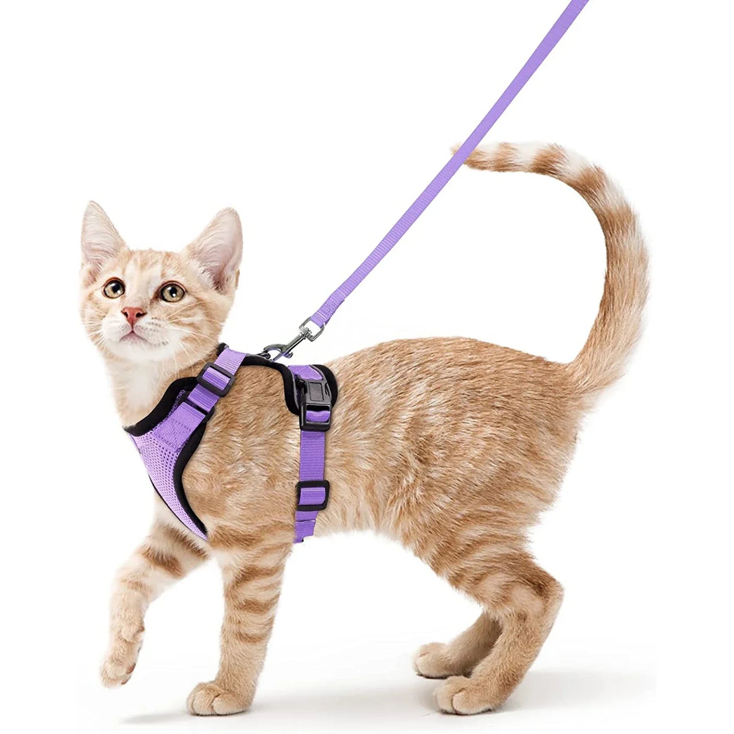 Pettorina comoda e sicura per camminare per gatti