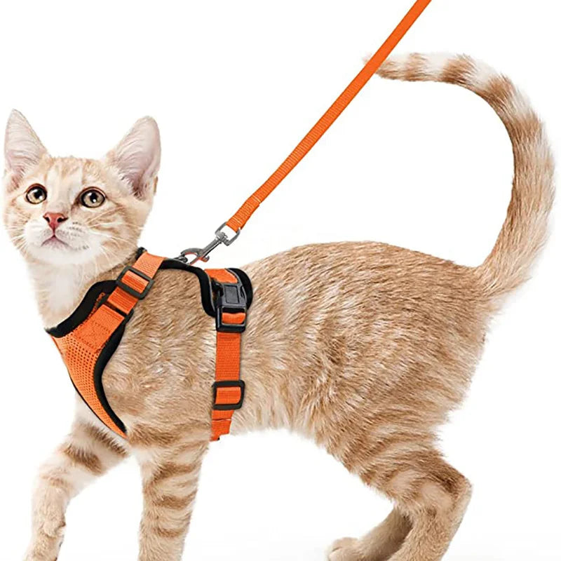 Pettorina comoda e sicura per camminare per gatti