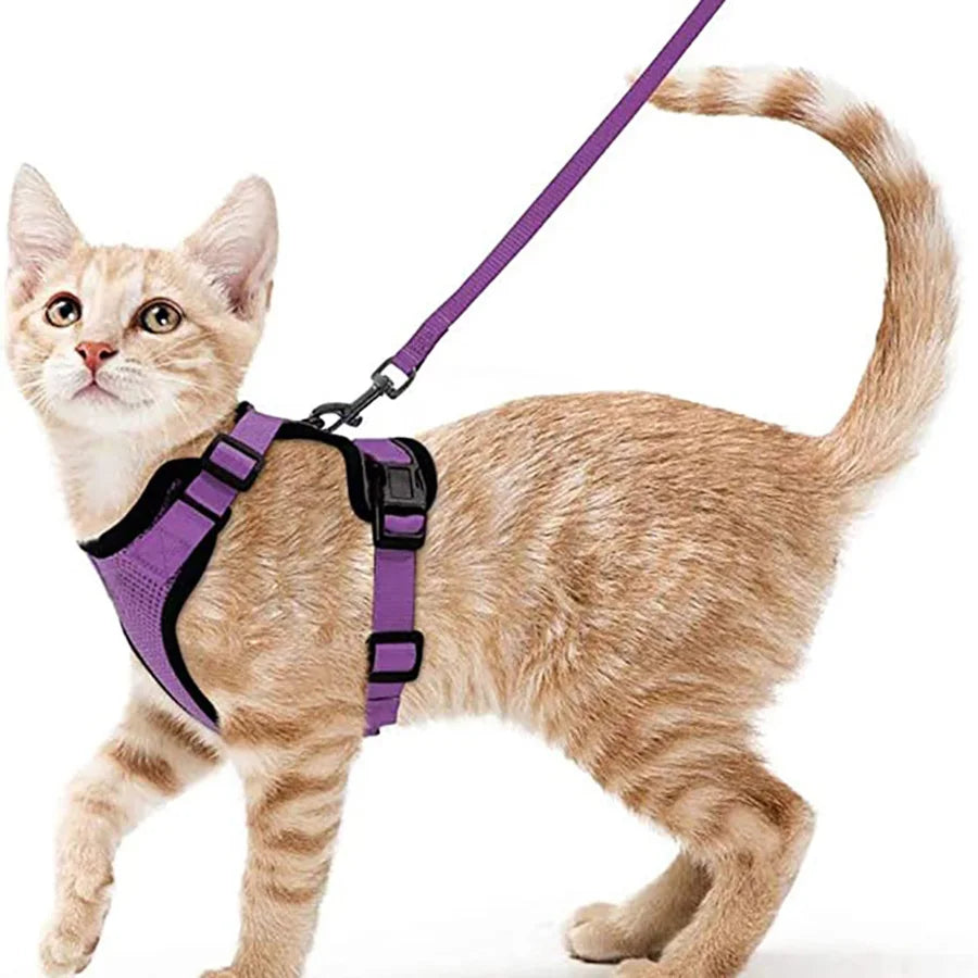 Pettorina comoda e sicura per camminare per gatti