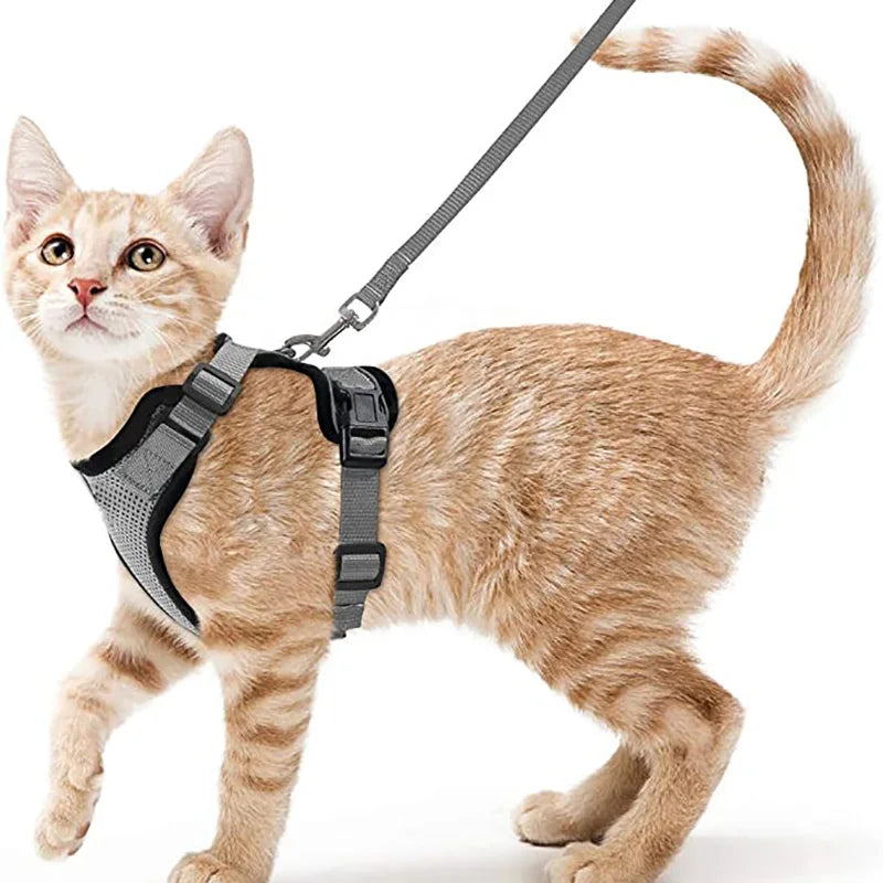 Pettorina comoda e sicura per camminare per gatti