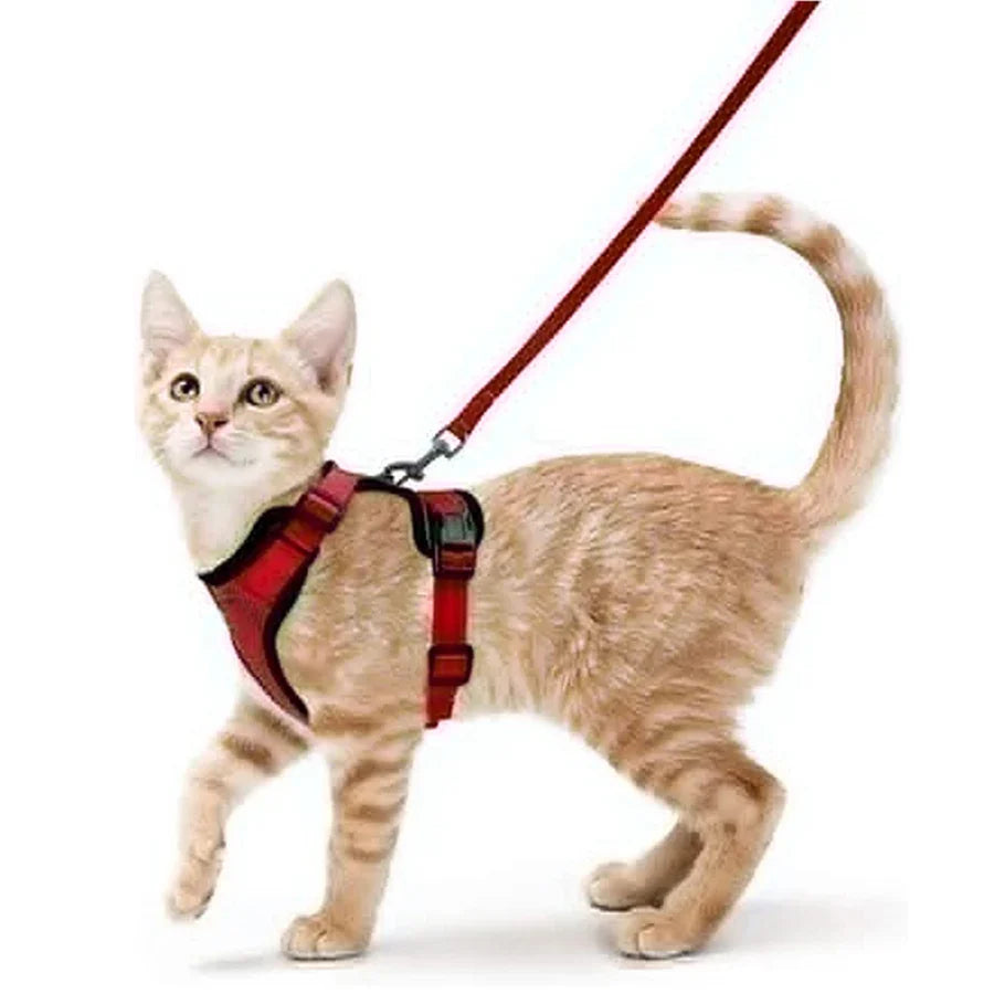 Pettorina comoda e sicura per camminare per gatti
