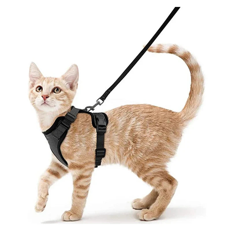 Pettorina comoda e sicura per camminare per gatti