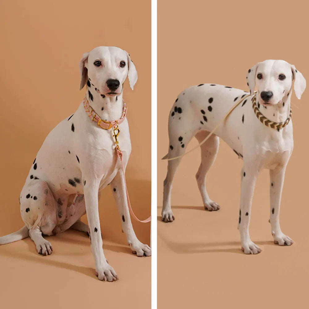 Collari per cani vivaci e freschi per ogni cane avventuroso