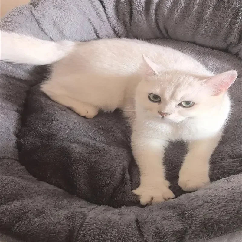 Comodo caldo letto per cani e gatti