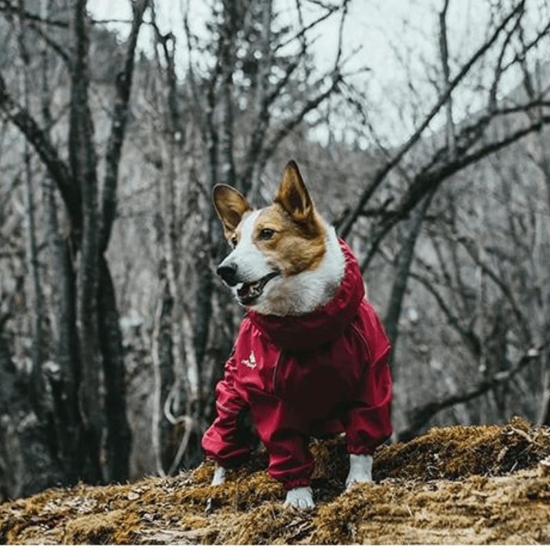 Protezione definitiva per emozionanti avventure con gli animali domestici