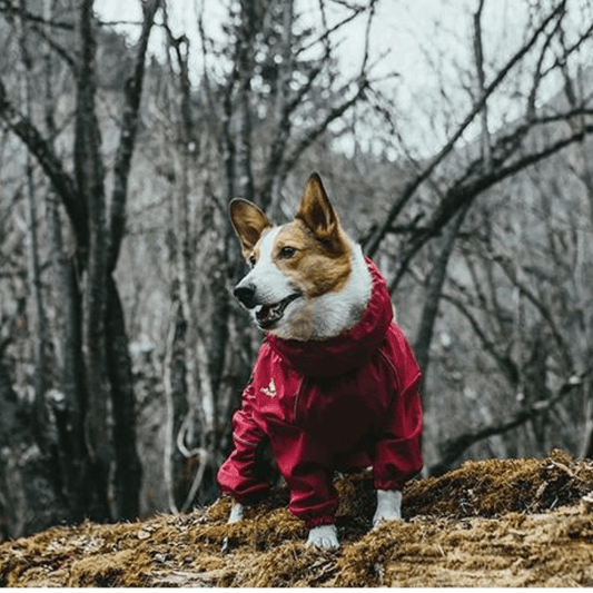 Protezione definitiva per emozionanti avventure con gli animali domestici