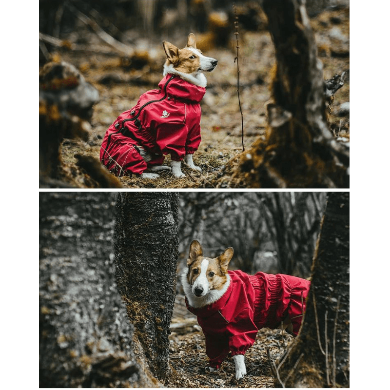 Protezione definitiva per emozionanti avventure con gli animali domestici