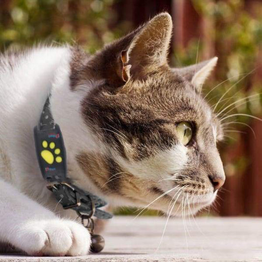 Sistema di tracciamento GPS per gatti con tracciamento in tempo reale e aggiornamenti in tempo reale