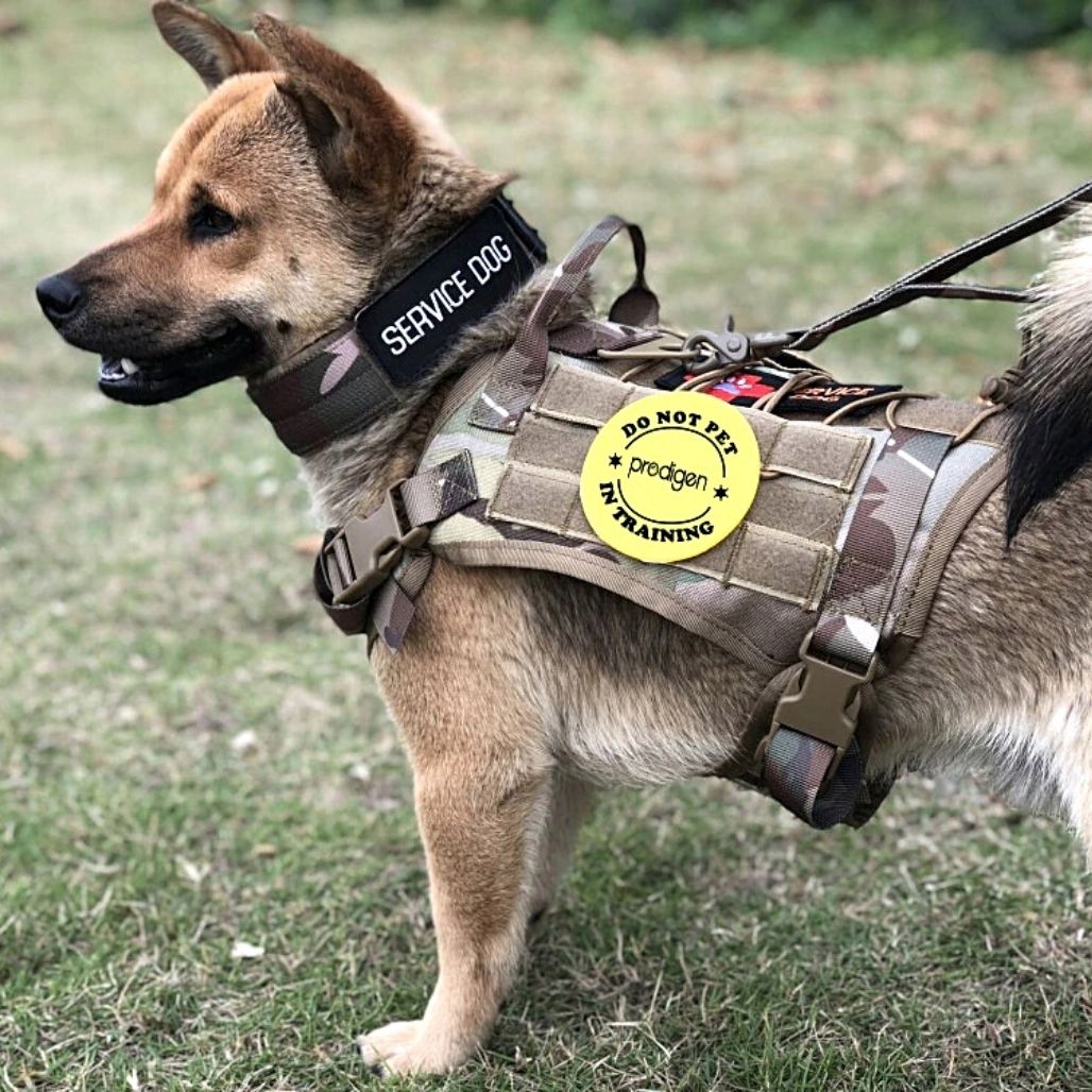 Imbracatura tattica regolabile per cani per il massimo comfort e sicurezza