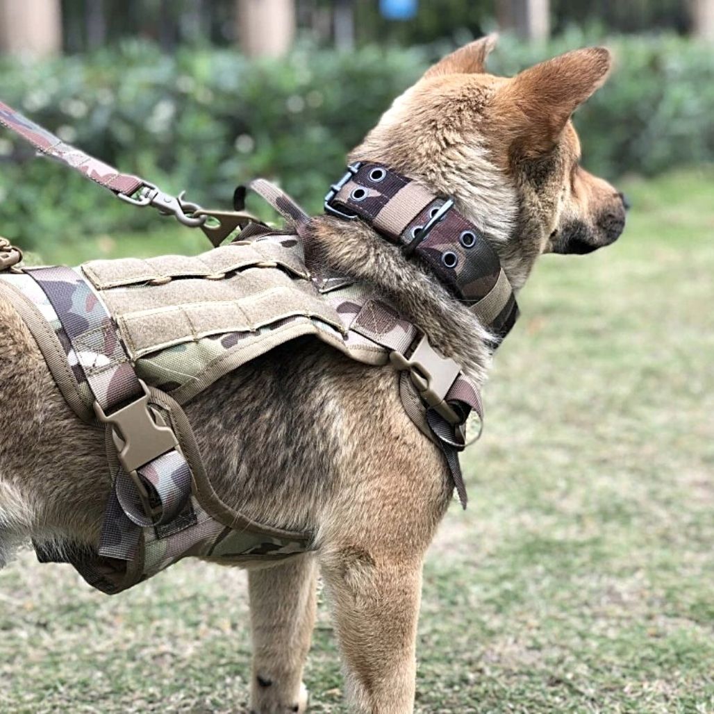 Imbracatura tattica regolabile per cani per il massimo comfort e sicurezza