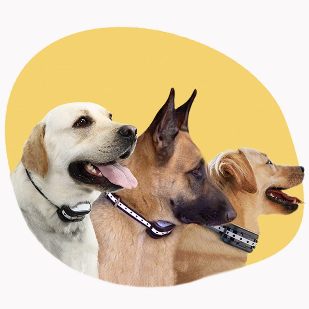 Protezione e comfort ottimali per le zampe del tuo animale domestico