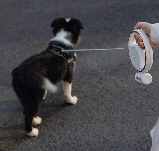 Guinzaglio riflettente per cani ricaricabile USB per comodità e sicurezza