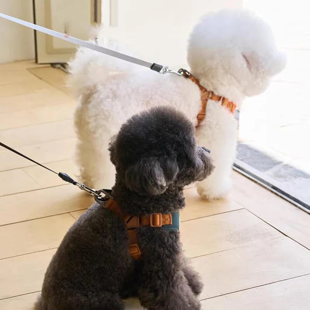 Pettorina e Cinturino Carini e Regolabili per Comfort e Sicurezza