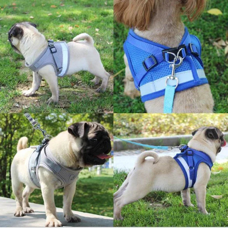 Pettorina a rete e guinzaglio per il massimo comfort durante la passeggiata