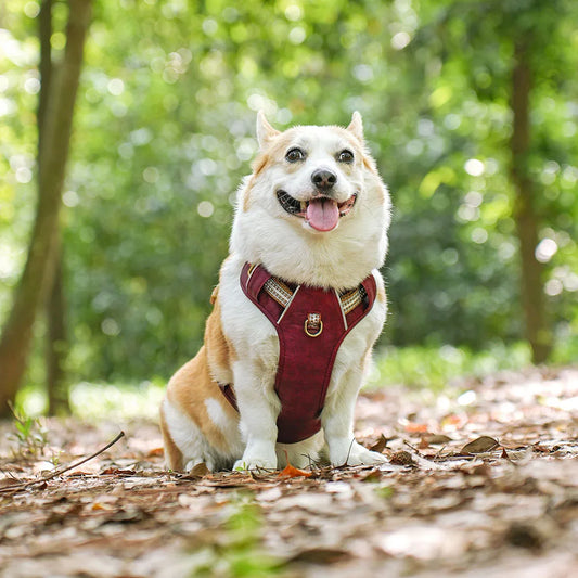Pettorina da allenamento in nylon traspirante per cani - Confortevole e traspirante per un migliore controllo