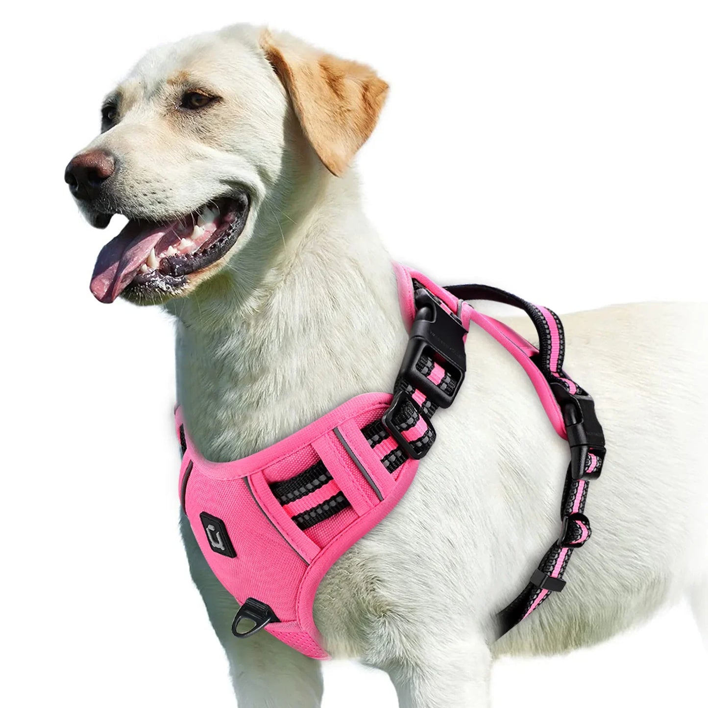 Pettorina regolabile per cani per il massimo comfort e sicurezza