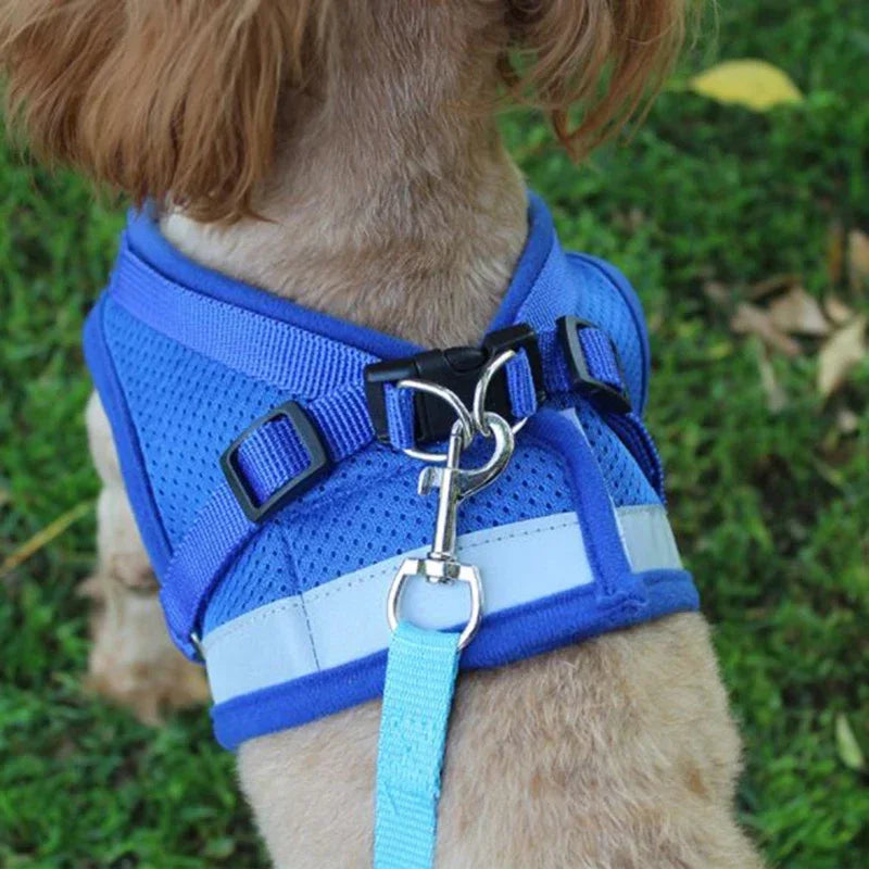 Pettorina a rete e guinzaglio per il massimo comfort durante la passeggiata