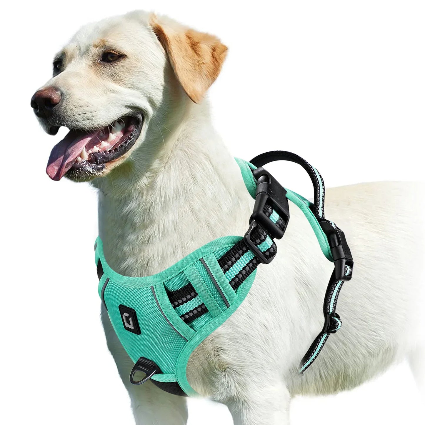 Pettorina regolabile per cani per il massimo comfort e sicurezza