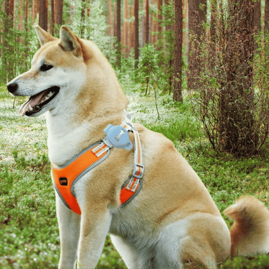 Tieni il tuo animale domestico affidabile e sempre informato