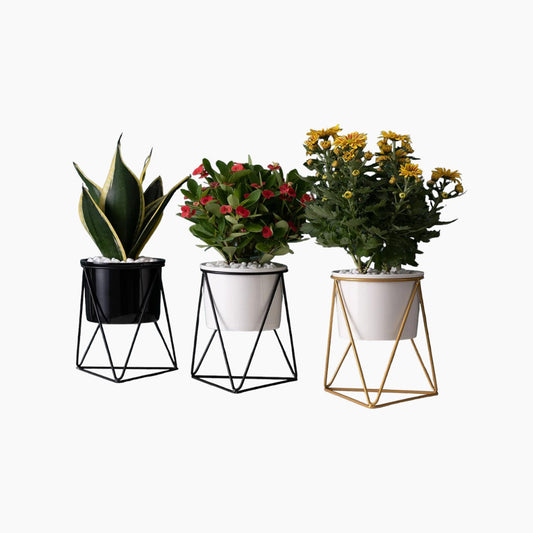 Vaso elegante in ceramica con supporto in ferro - Fioriera moderna per piante aeree e succulente